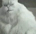 freaky cat