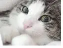 kitty