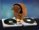 dj cat