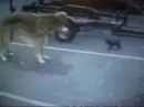 funny dogs