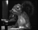 drinking squirrel
