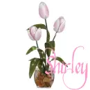 Shirley