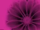 Pink Flower