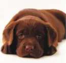 labbies