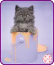 kitty