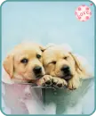 puppies