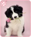 pink rose