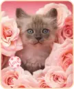 kitty rose