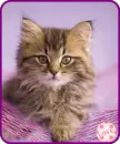 kitty