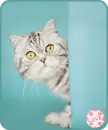 kitty