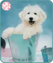 puppy