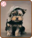 puppy