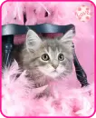 kitty