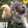 BFF