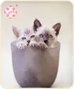 kittens
