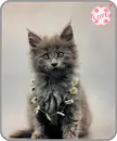 kitty
