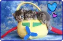 cute kittens