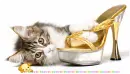fashion kitty