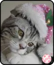 kitty