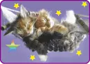 sleeping kittens