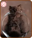 kitty in a bowl