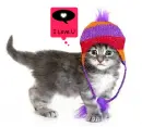 kitty