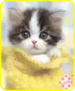 cute kitty