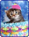 kitty