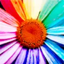 rainbow flower