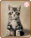 kitty