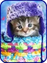 kitty