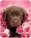 puppy rose