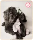 my teddy