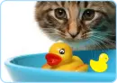little ducks