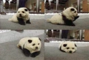 panda puppy