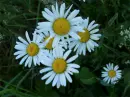 Camomiles