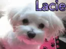 Lacie