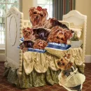 yorkies