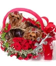 yorkies