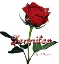 red rose jennifer