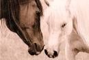 arabians