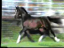 horses