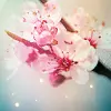 pink sakura