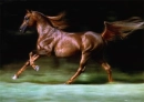 Brown Arabian