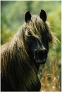 Chincoteague Pony