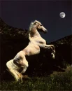 MoonlightStallion