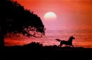 SunsetHorse
