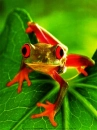 Red Eye Frog