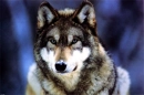 GreyWolf