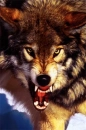 SnarlingWolf